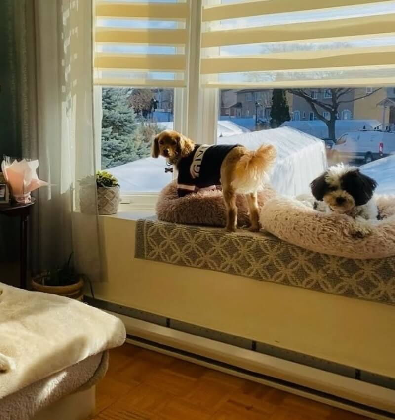 Private one-on-one dog boarding at Montreal dog hotel for solo dogs