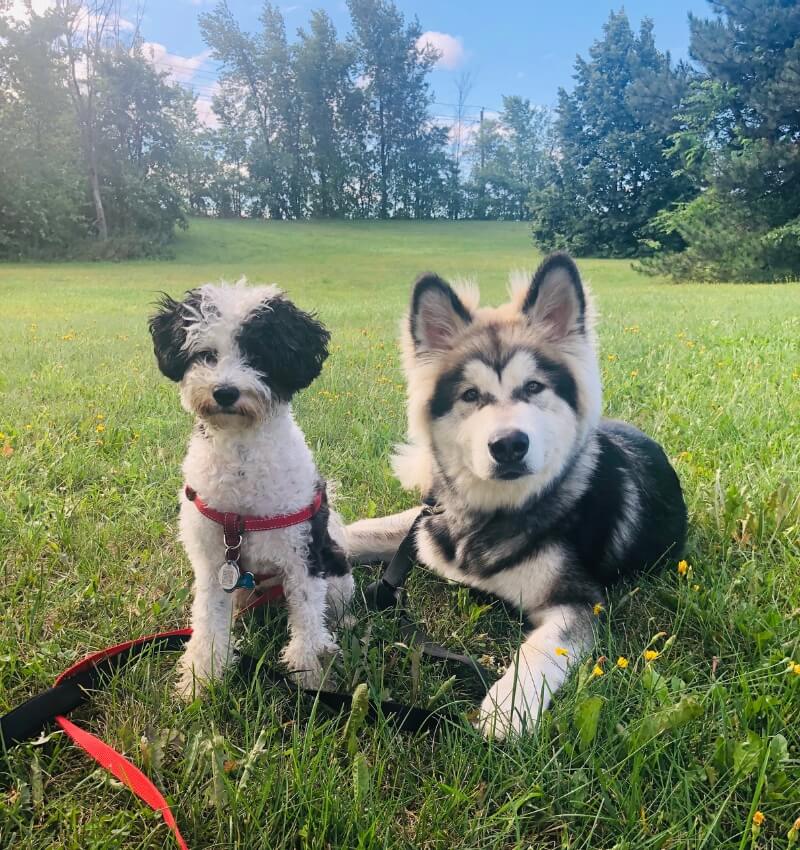 Group dog walk in Montreal with happy dogs and professional dog walkers