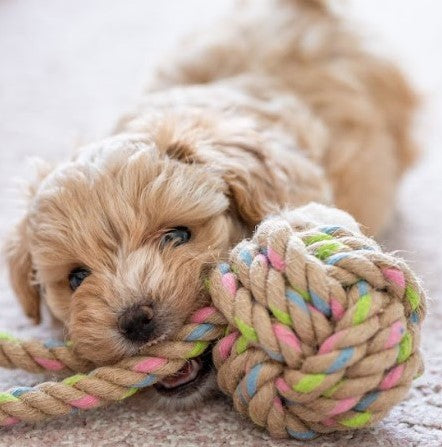 Montreal Dog training trainer puppy classes chiot seperation behaviour learn socialize pet food