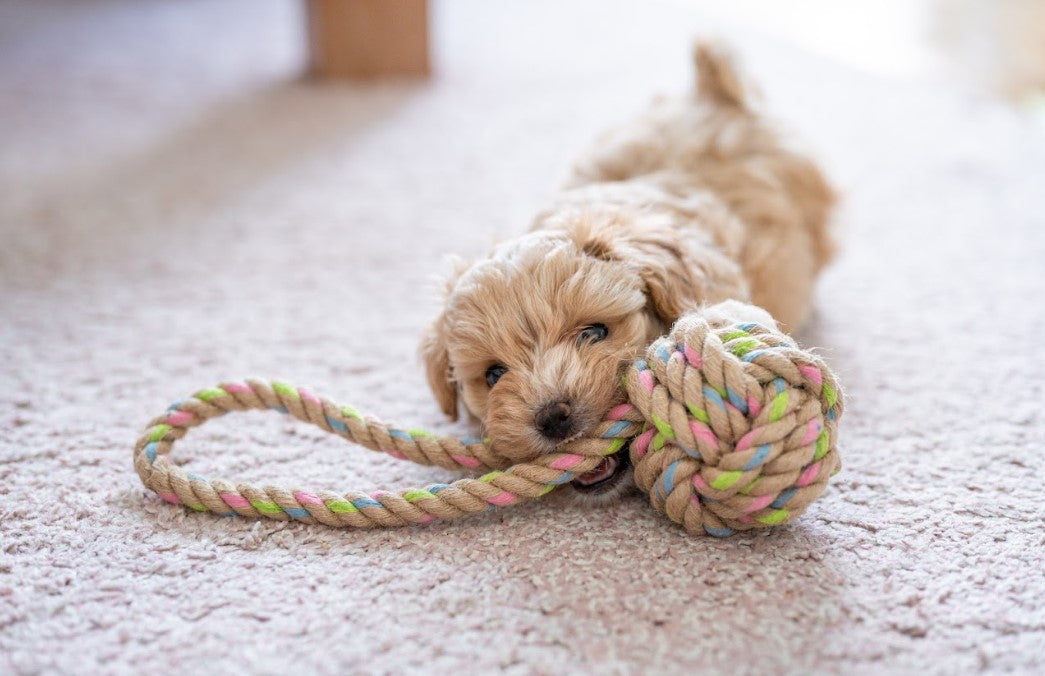 dog training montreal best dog private barking off leash social seperation anxiety puppy classes