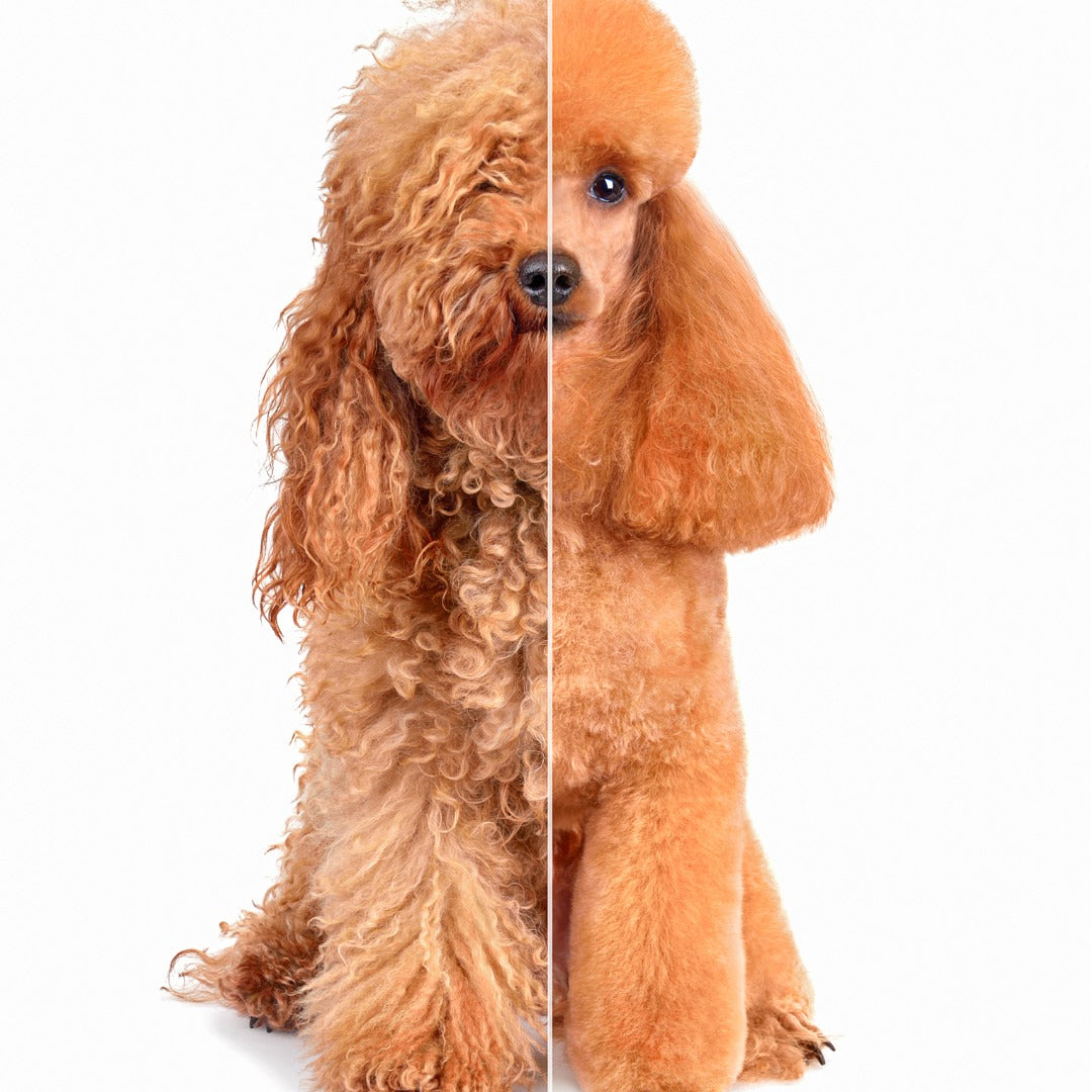 Pet Grooming Spa – The Angels Pet Store