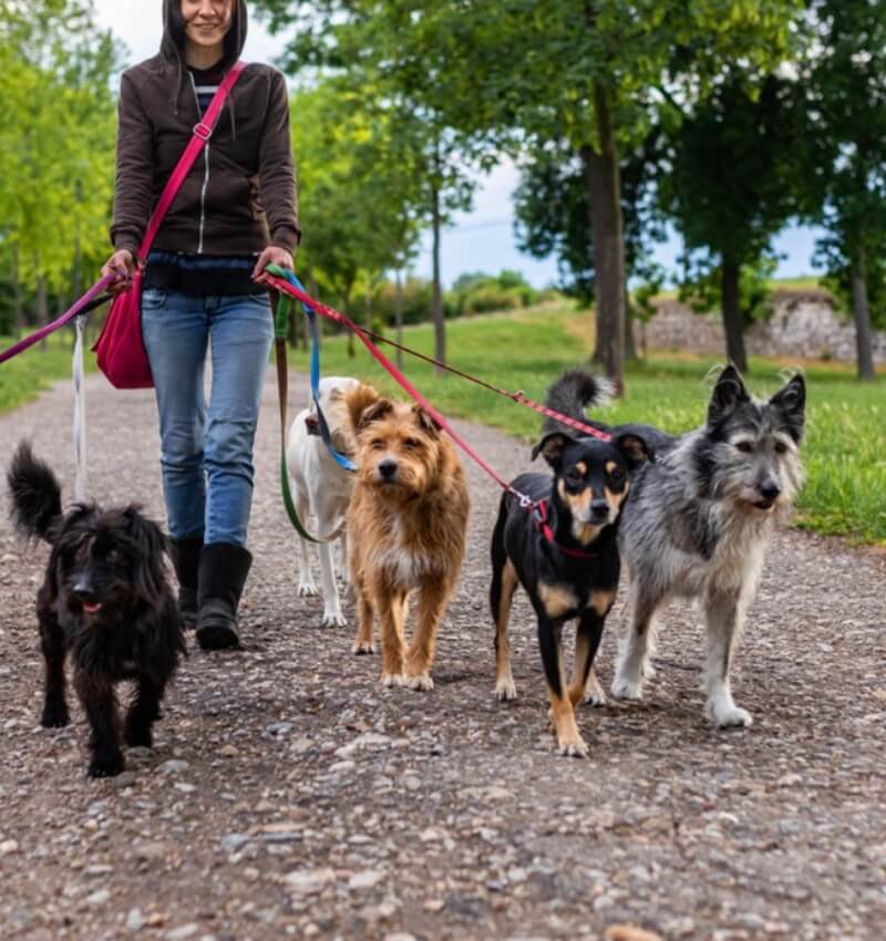 Group dog walking with professional dog sitters and happy dogs in Montreal