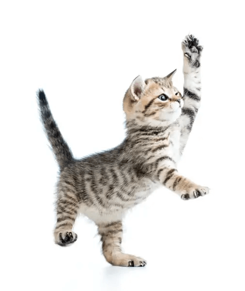 Les Anges Gardiennes How It Works