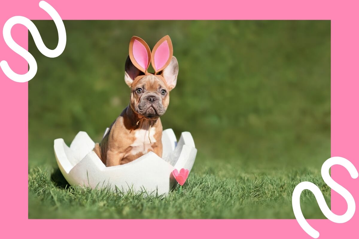 Top Pet Grooming Services Near Me in Montreal, Quebec
