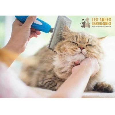 cat grooming products  hygiene- make your kittens and cats feel good