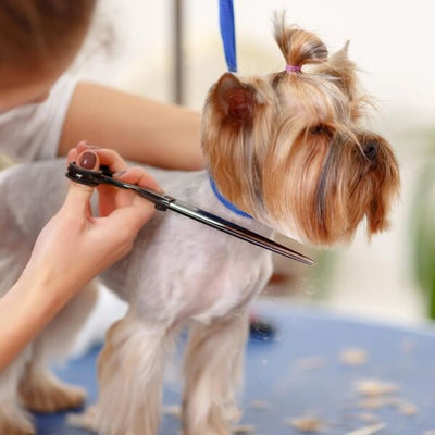 GROOMING-DOG-CAT-MONTREAL-BEST-GROOMER-HYGIENE-PROFESSIONAL  
