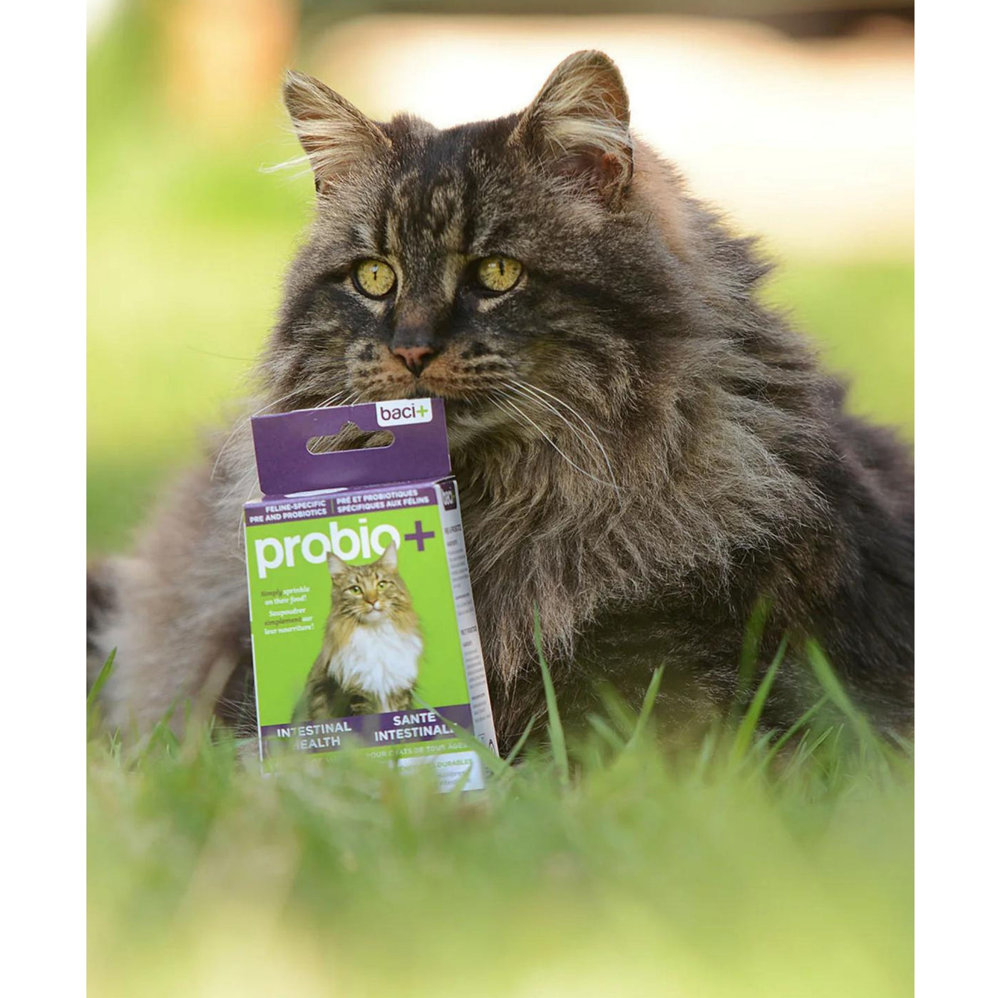 Baci+ Probio+ Pre and probiotics • Promotes and maintains a healthy intestinal flora | Cats