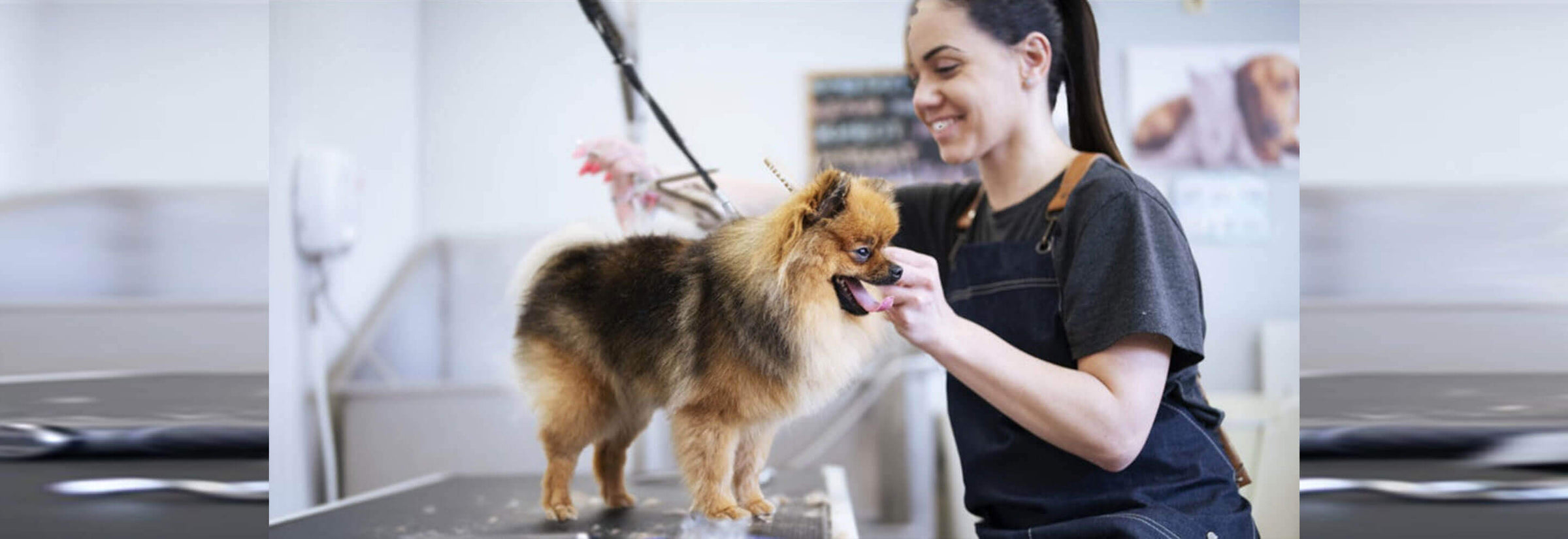 Les Anges Gardiennes Pet Care NDG listing photo