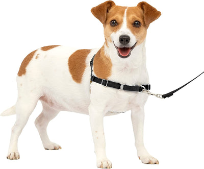Petsafe-PetSafe-Easy-Walk-No-Pull-Harness-Dogs-Small