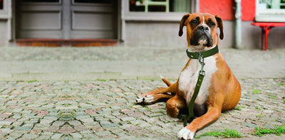 Angel - Alpine Soft Leather Dog Collar