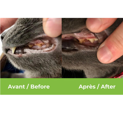 Buco+ oral health