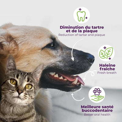 Buco+ oral health