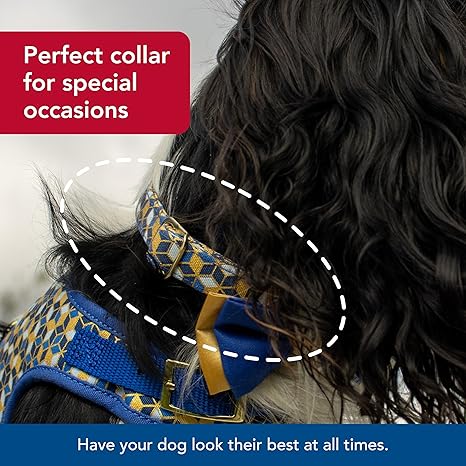 Coastal Accent Dog Collar - Small