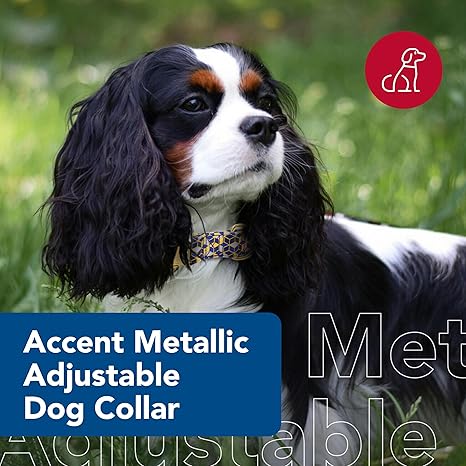 Coastal Accent Dog Collar - Small