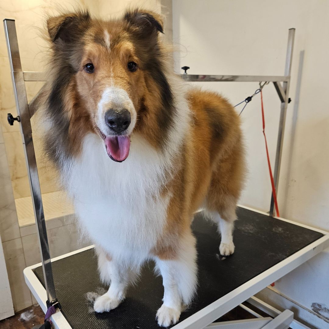 Pet Grooming Spa – The Angels Pet Store