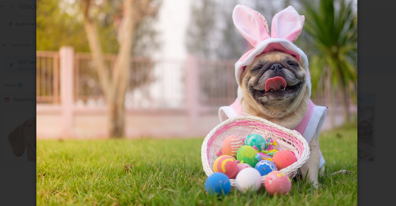 pet hotel montreal small animals rabbits ferrets 
dogs cats grooming daycare 