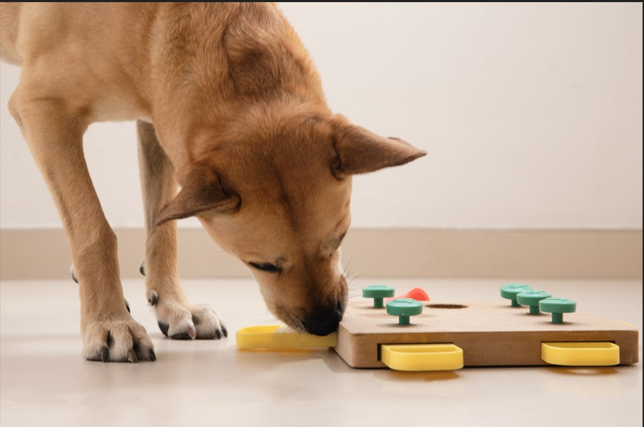 On Call Dog Trainer within 24 hours