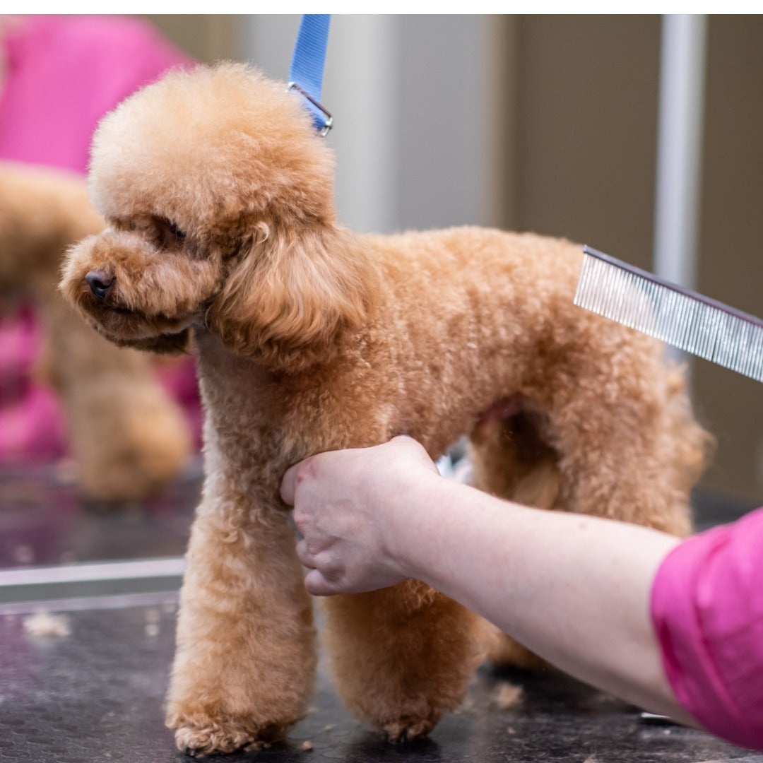 Grooming School for Dogs and Cats Montreal Bilingual – The Angels