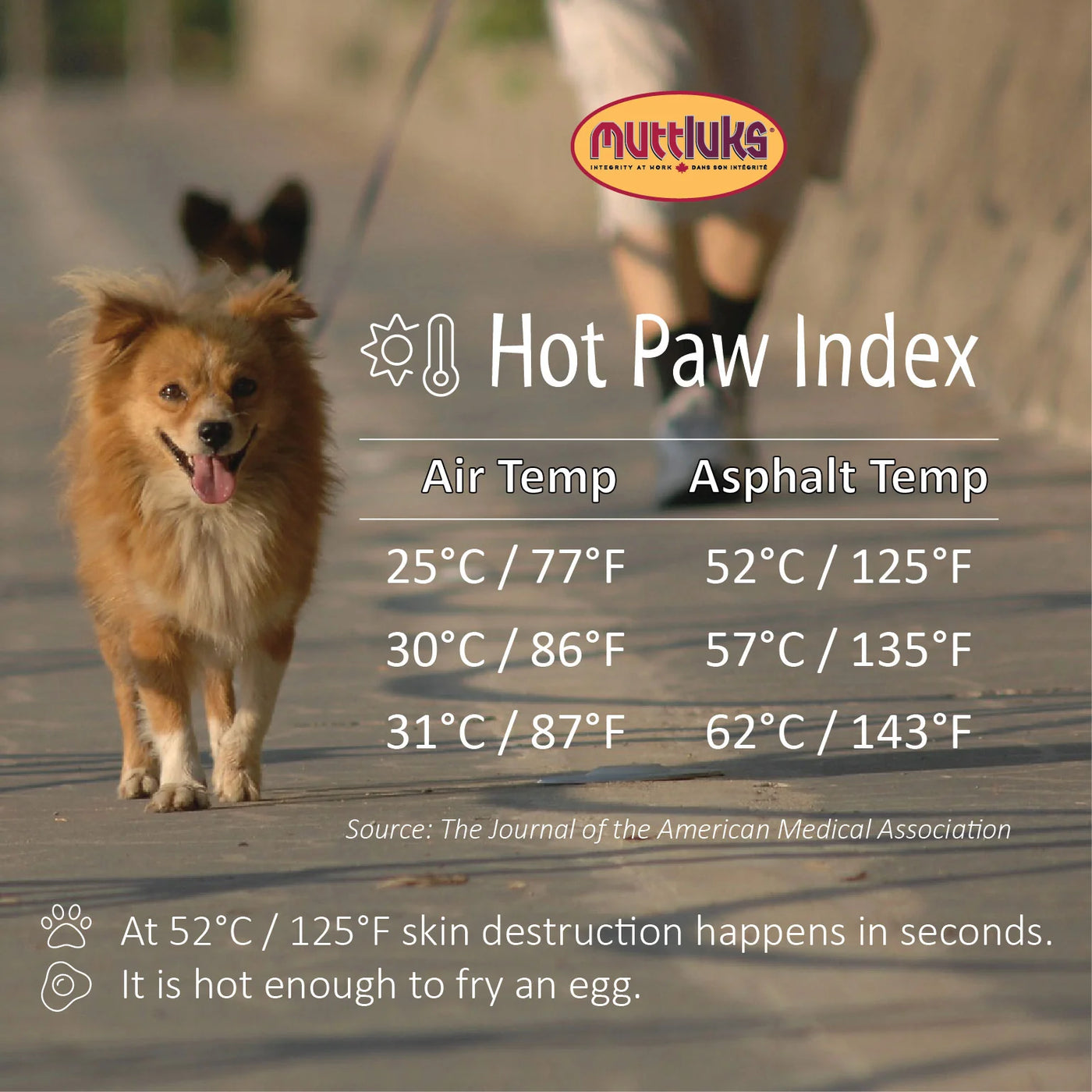 All weather muttluks dog boots hotsell