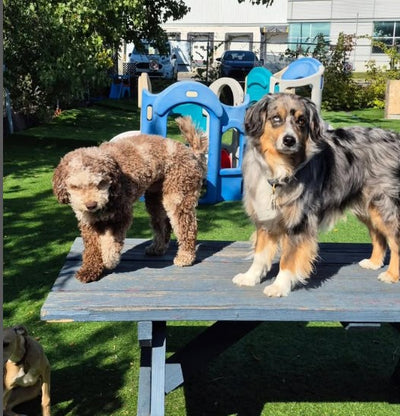 Dog Daycare Center (Rates Per Day) Evaluation