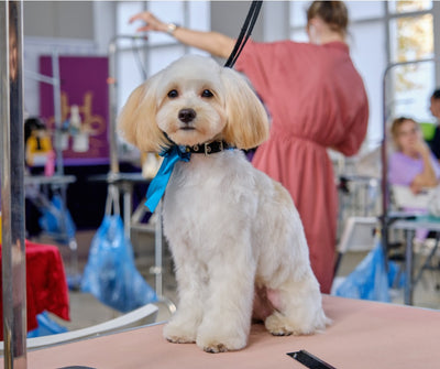 École de toilettage pour chiens et chats Montréal
