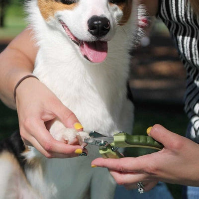 Safari Professional Stainless Steel Dog Nail Trimmer (small)