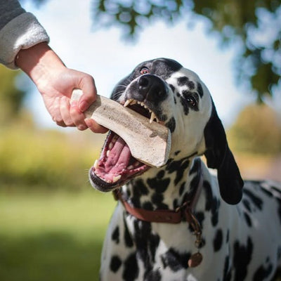 Dentler Antler Dog Chew