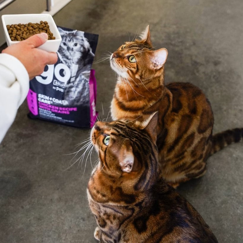 Petcurean Go! Skin + Coat Care: Chicken Recipe for Cat