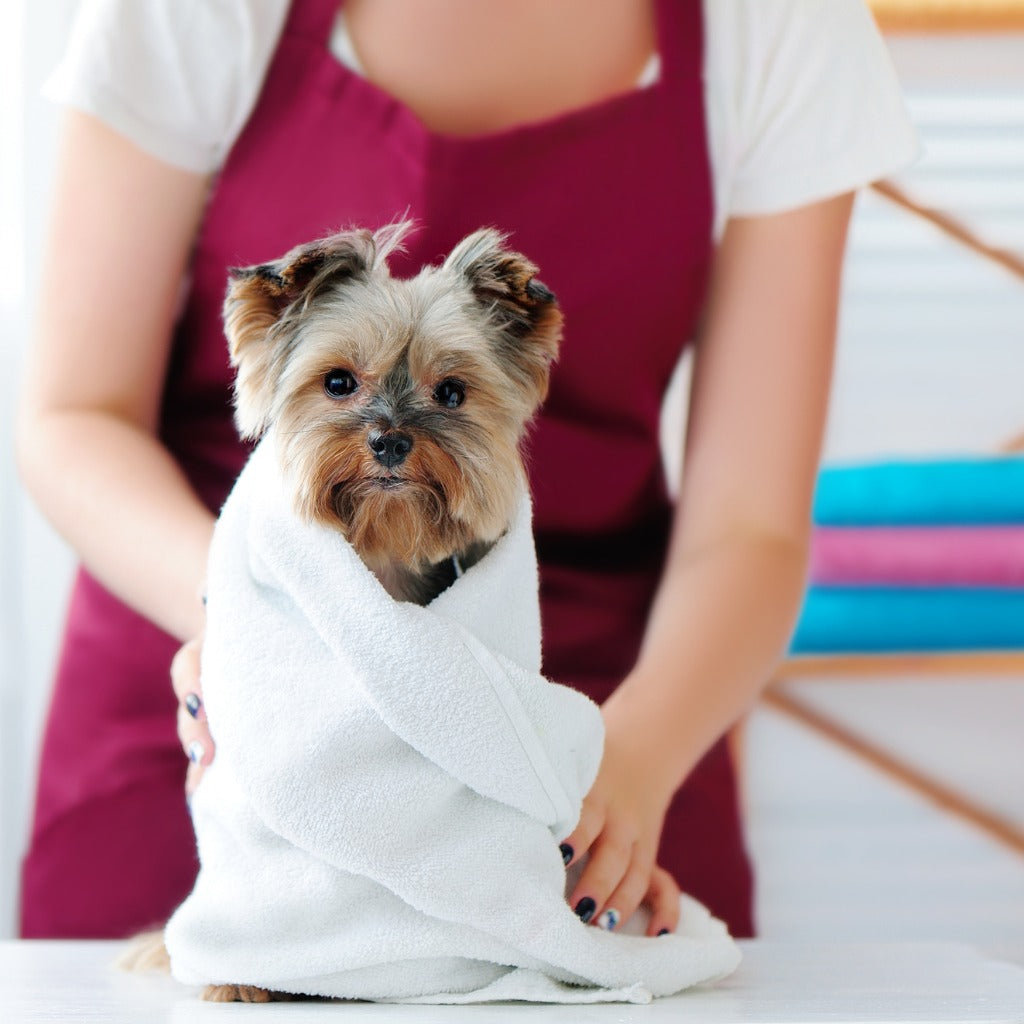  Les Anges Grooming in Westmount and NDG offers expert pet grooming services. Pamper your pets