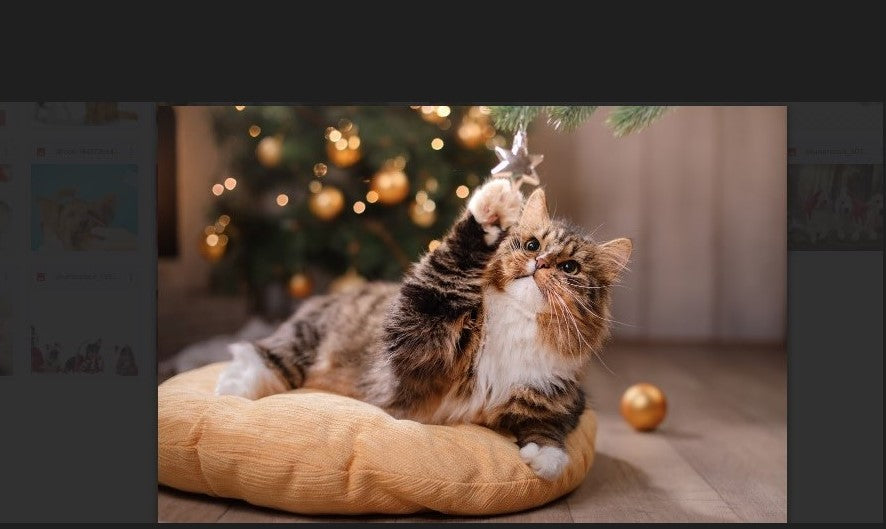 cat_hotel_pet_sitting_montreal_pet_sitters_home_to_home_cat_visiting_staycation_kitty_0c5d6863-3aa7-461e-b6fd-f9717cd26525