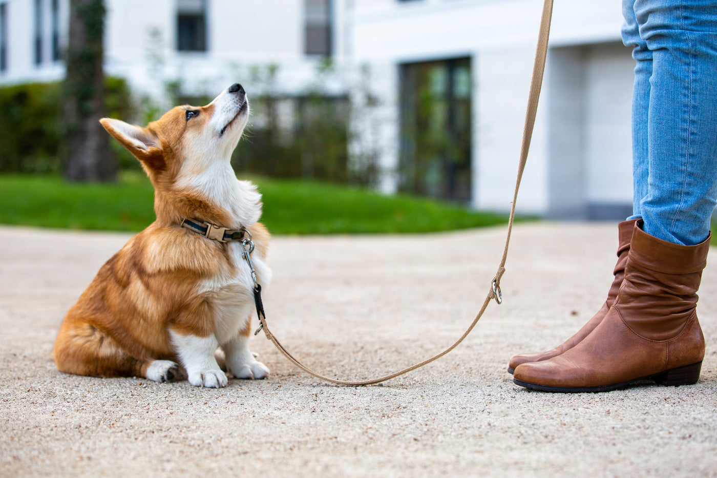 Montreal Puppy Classes - Balanced Dog Training For Puppies