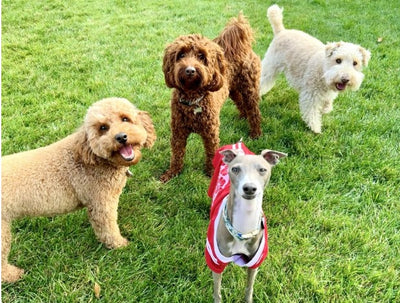 Dog Home Boarding - Deluxe (Deluxe Bark N Breakfast) Evaluation