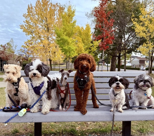 Dog Home Boarding - Deluxe (Deluxe Bark N Breakfast) Evaluation