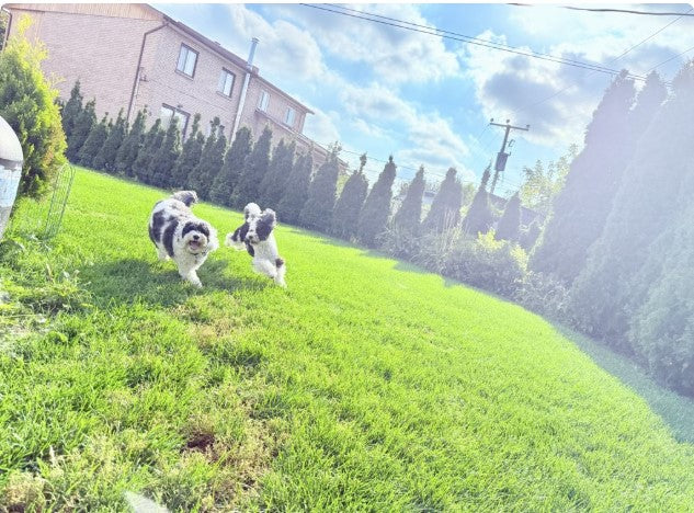 Dog Home Boarding - Deluxe (Deluxe Bark N Breakfast) Evaluation