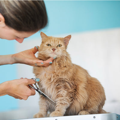 Experience top-notch pet grooming services for dogs and cats.