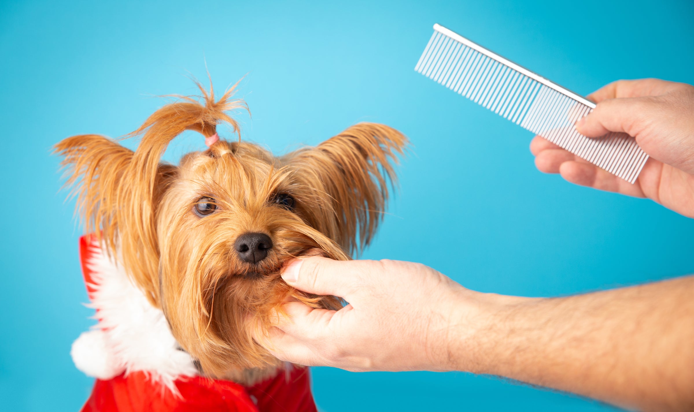 Dog grooming , best groomers  , doggy spa , grooming pets toilettage  holiday season 