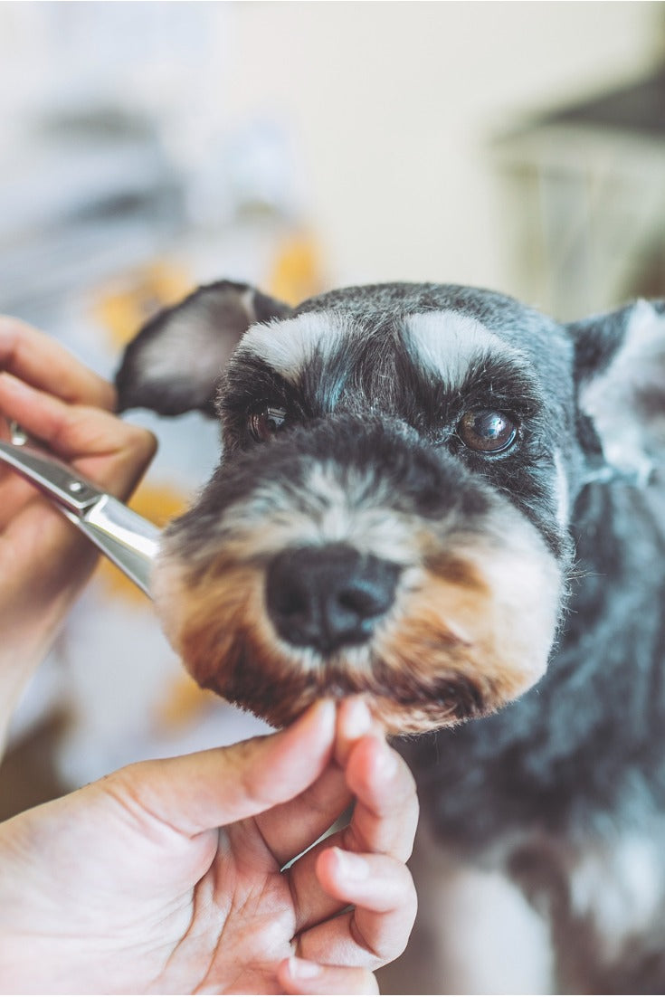Genuine care for your furry friends. Book today for a delightful grooming experience