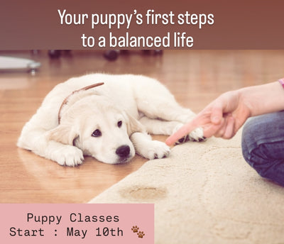 Montreal Puppy Classes - Balanced Dog Training For Puppies