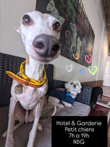 Dog Daycare // Hotel Evaluation NDG Canine Center