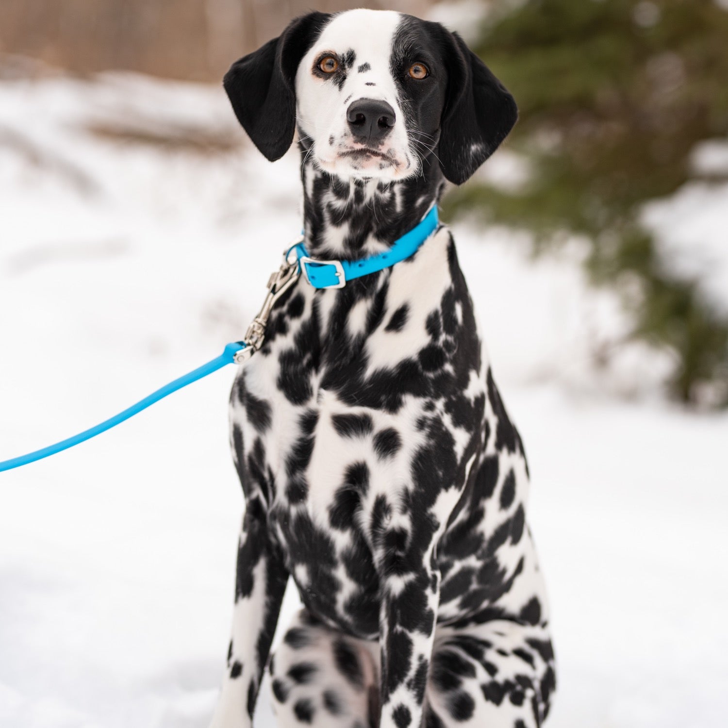 BOND Elastomer Rubber Collar The Angels Pet Store