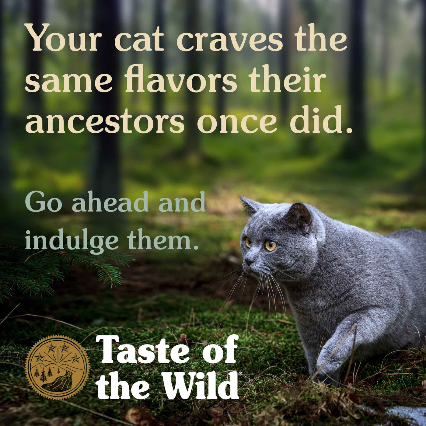 Taste of the Wild : Recette féline de Canyon River avec truite et saumon en sauce