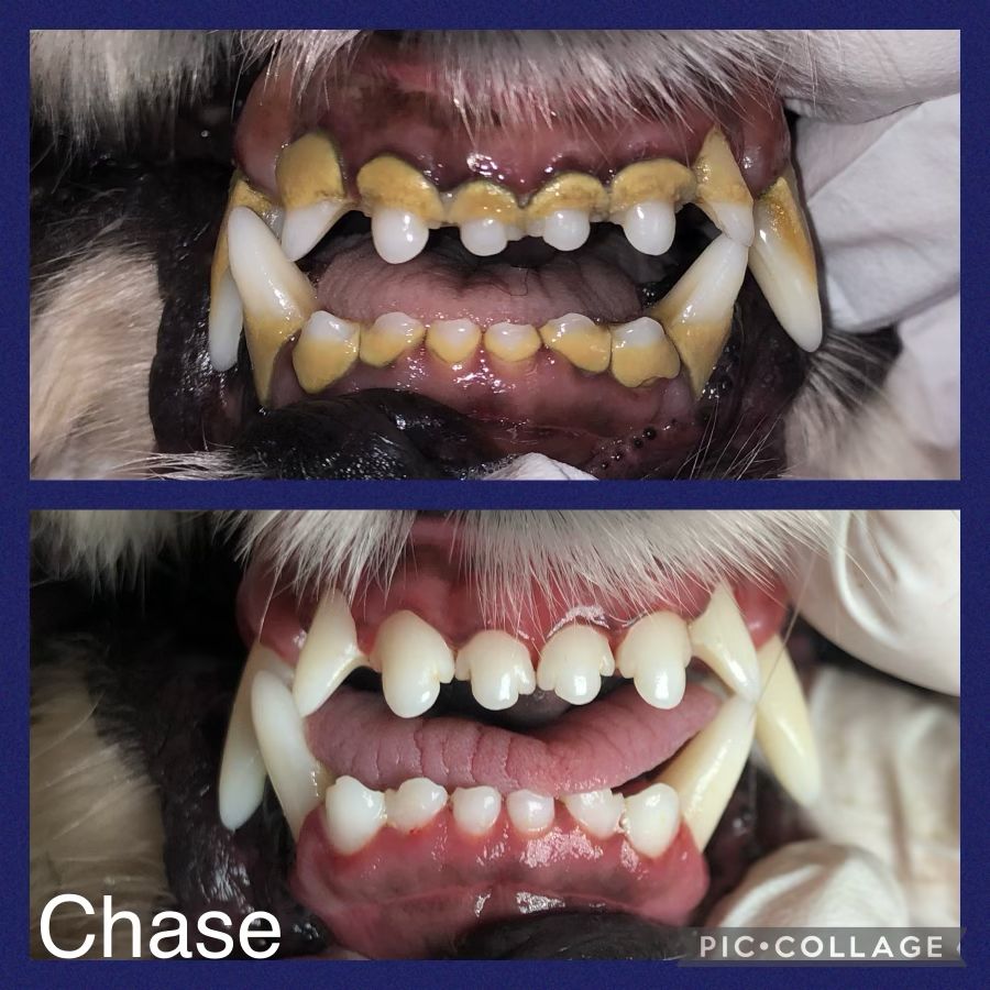 Dog cosmetic teeth cleaning Montreal