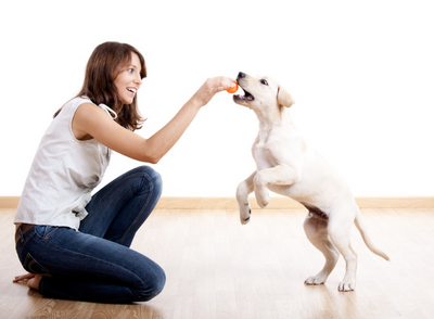 Montreal Puppy Classes - Balanced Dog Training For Puppies