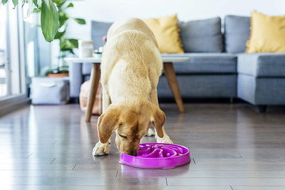 Outward Hound - Slow Feeder