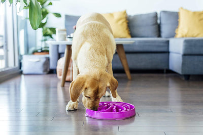 Outward Hound Dog Bowl Kyjen Fun Feeder Slow Feed Interactive Bloat Stop Purple