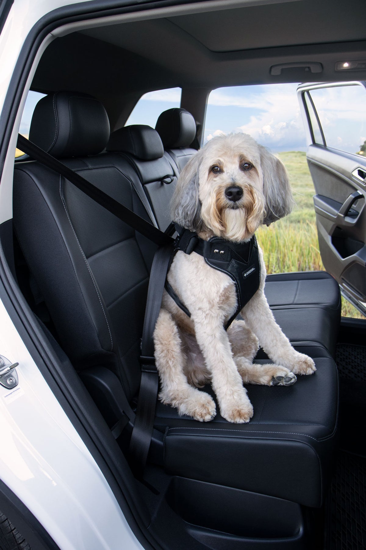 Sherpa Seatbelt Dog Harness The Angels Pet Store