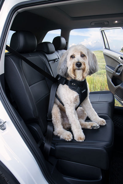 Sherpa Seatbelt Dog Harness