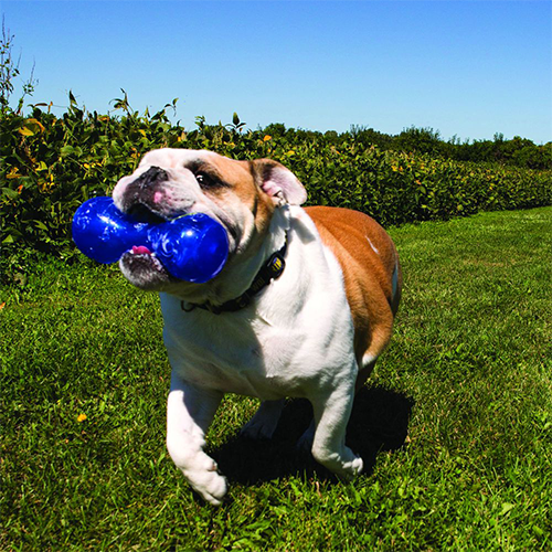 Kong Squeezz Crackle Dumbbell: Quiet Chewing! CHEAPER THAN CHEWY!