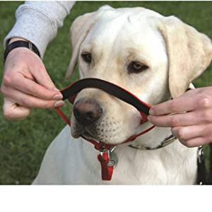  FOR ALL BREEDS & SIZES- Made from lightweight and strong nylon webbing, The HALTI Headcollar comes in 6 sizes and can be used for all dogs including tiny and giant breeds EASY TO USE- Includes a free comprehensive training guide EFFECTIVE TRAINING TOOL - Patented design gently steers the head and therefore controls the dog’s direction of movement, making training easy and putting you, the owner, back in control