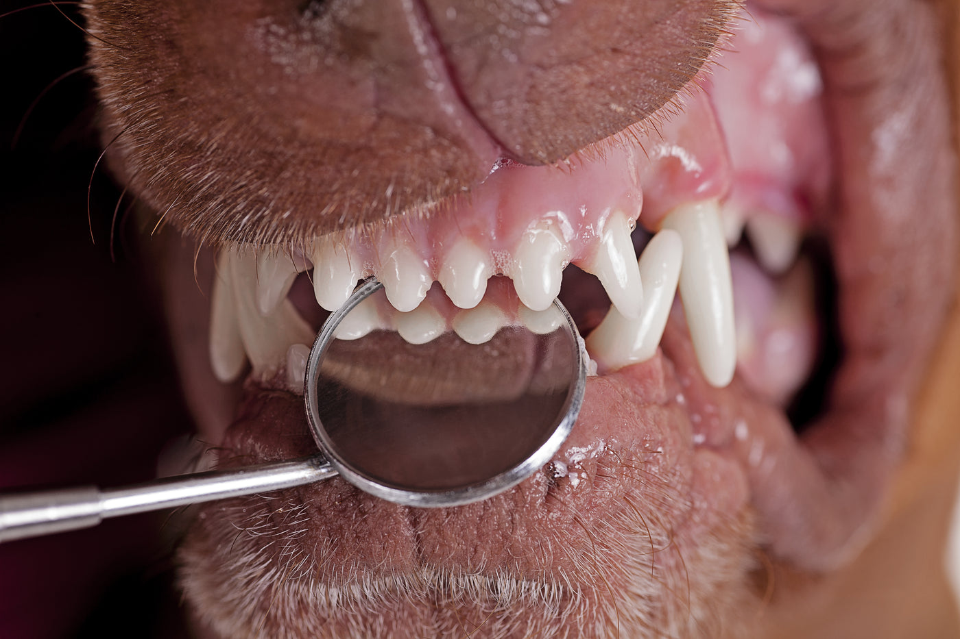 veterinary teeth dental hygiene Montreal